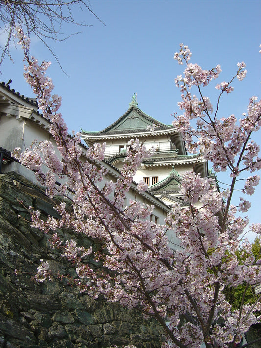 【夜桜と紀州漆器の饗宴】 和歌山城天守閣で伝統工芸士から学ぶ歴史と技術体験 身近で使う本物の「MY拭き漆椀作り」