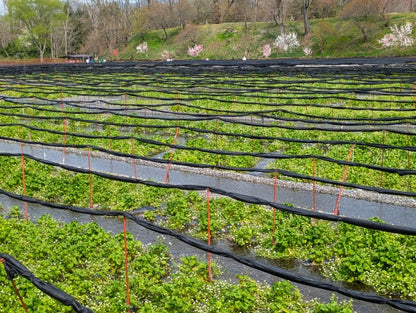 Un viaggio culinario di vita: un incontro raro con la filosofia e l'essenza della cucina giapponese